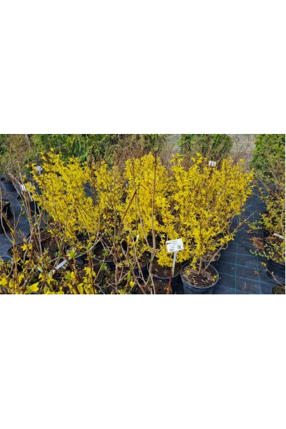 Форзиція середня Лінвуд - 5л/вис.60-90см/Ø35-45см